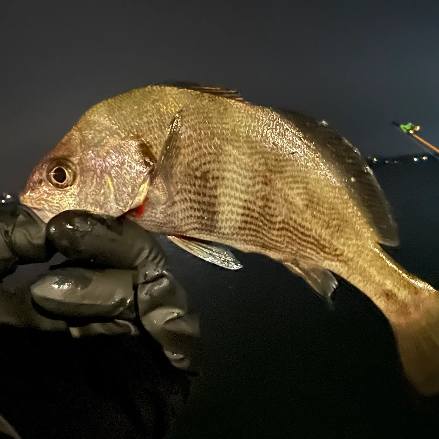 The most recent Black croaker catches on Fishbrain