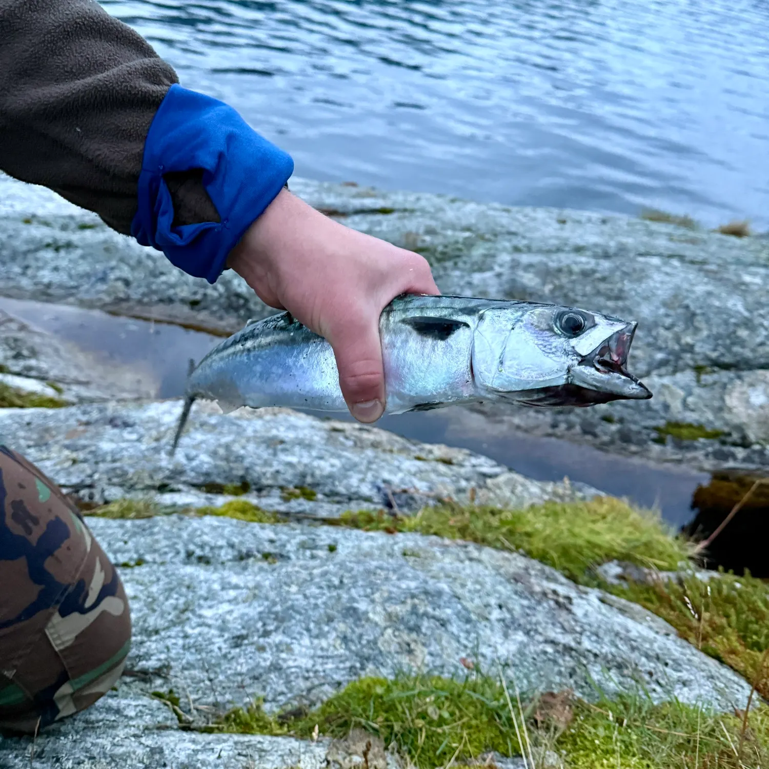 Atlantic mackerel caught on Fishbrain