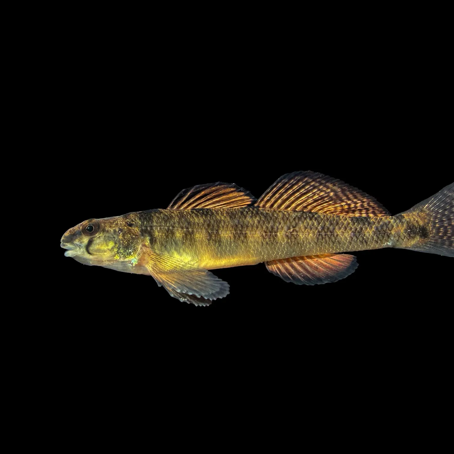 The most recent Southern tesselated darter catches on Fishbrain