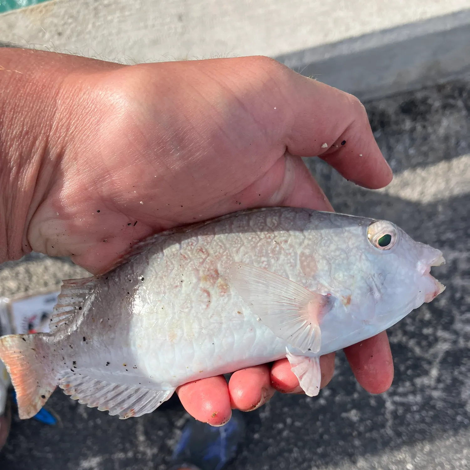 The most recent Stoplight parrotfish catches on Fishbrain