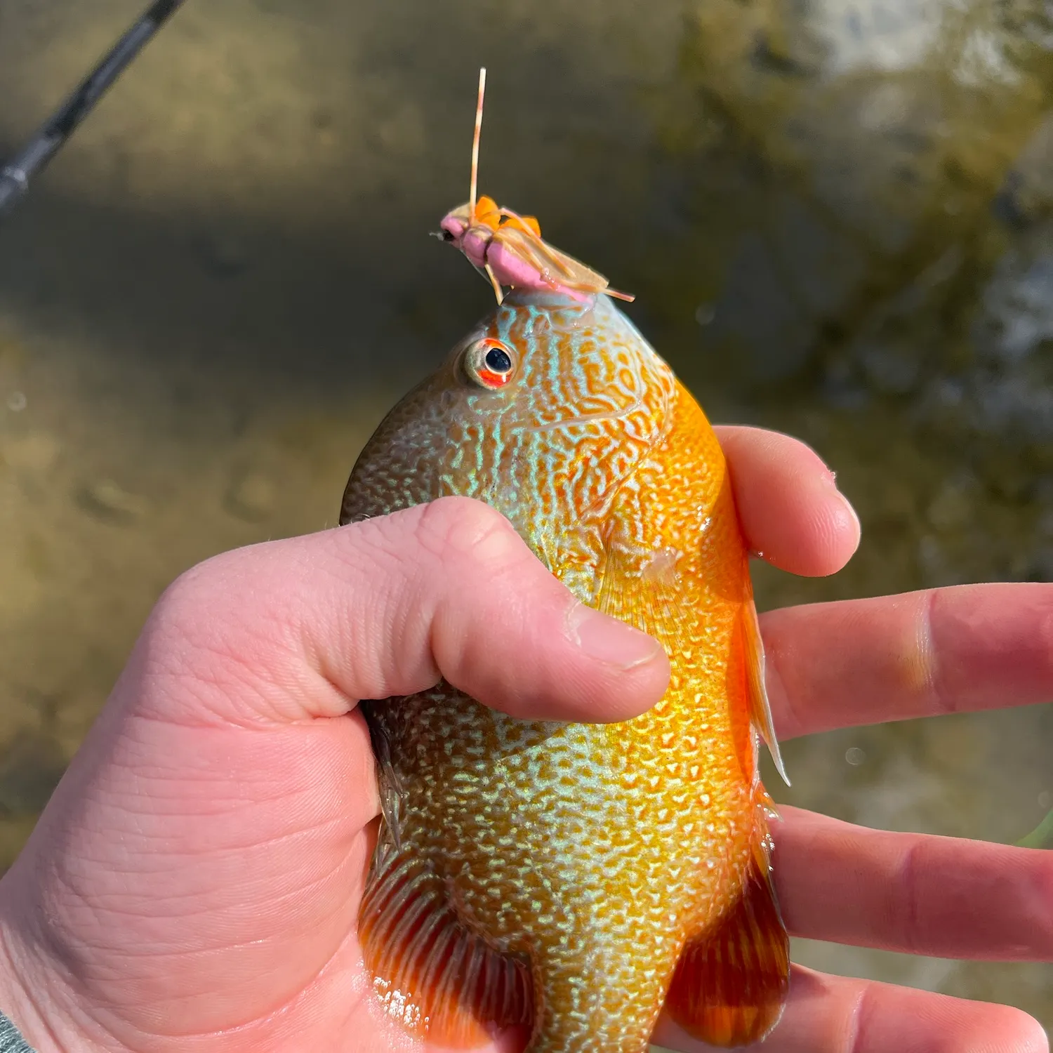 Redbreast sunfish caught on Fishbrain