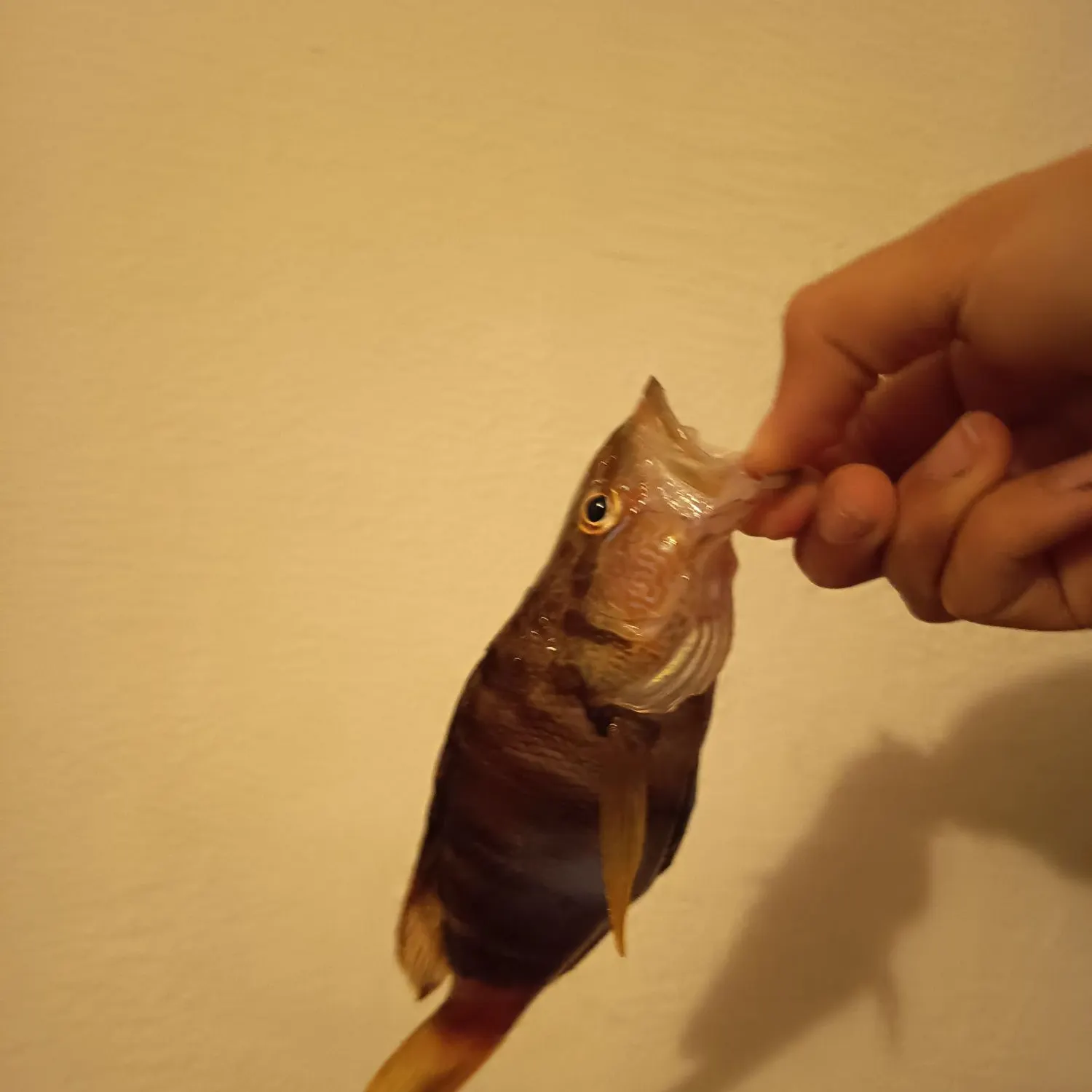 The most recent Painted comber catches on Fishbrain