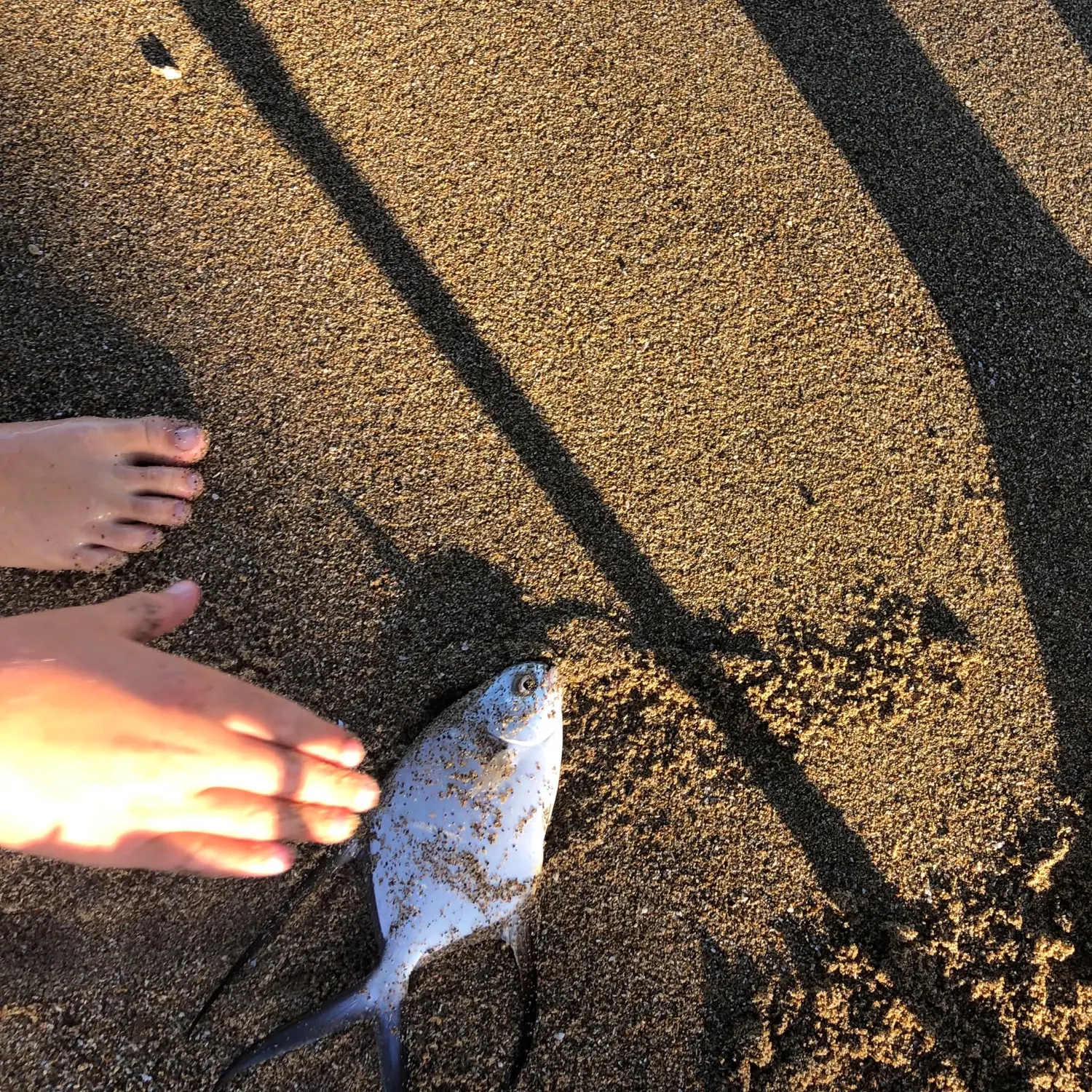 The most recent Palometa catches on Fishbrain