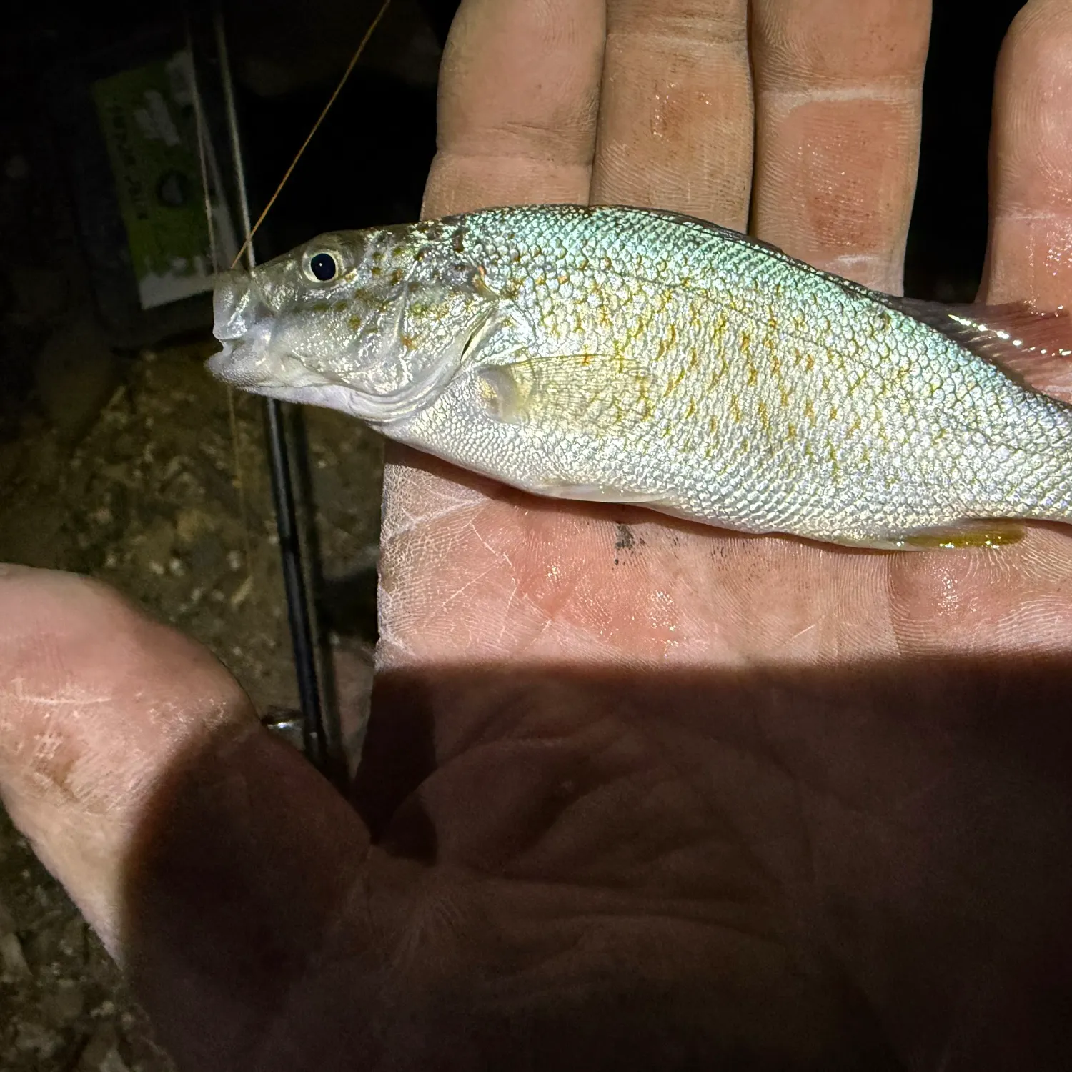 The most recent Spangled perch catches on Fishbrain