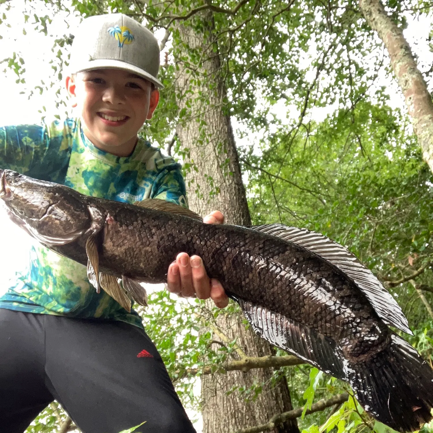 Northern snakehead caught on Fishbrain