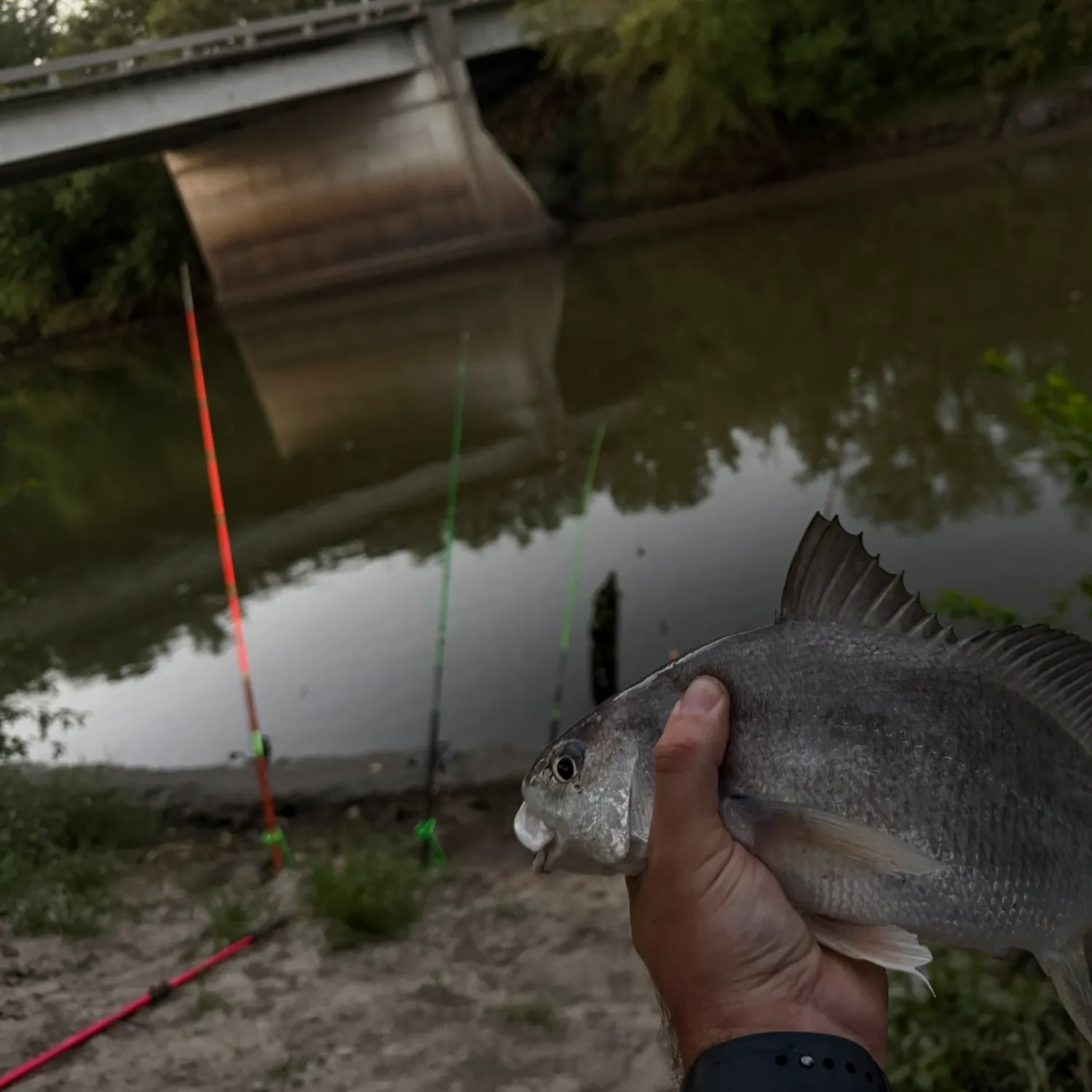 Freshwater drum caught on Fishbrain