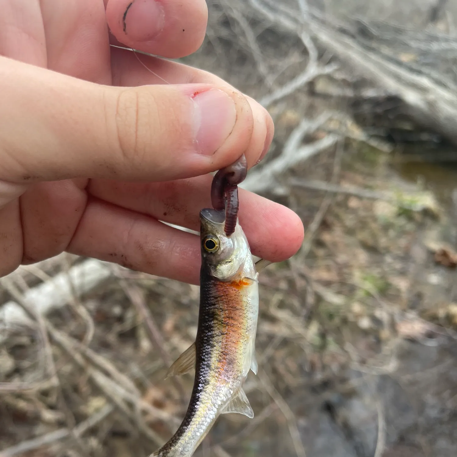 The most recent Warpaint shiner catches on Fishbrain