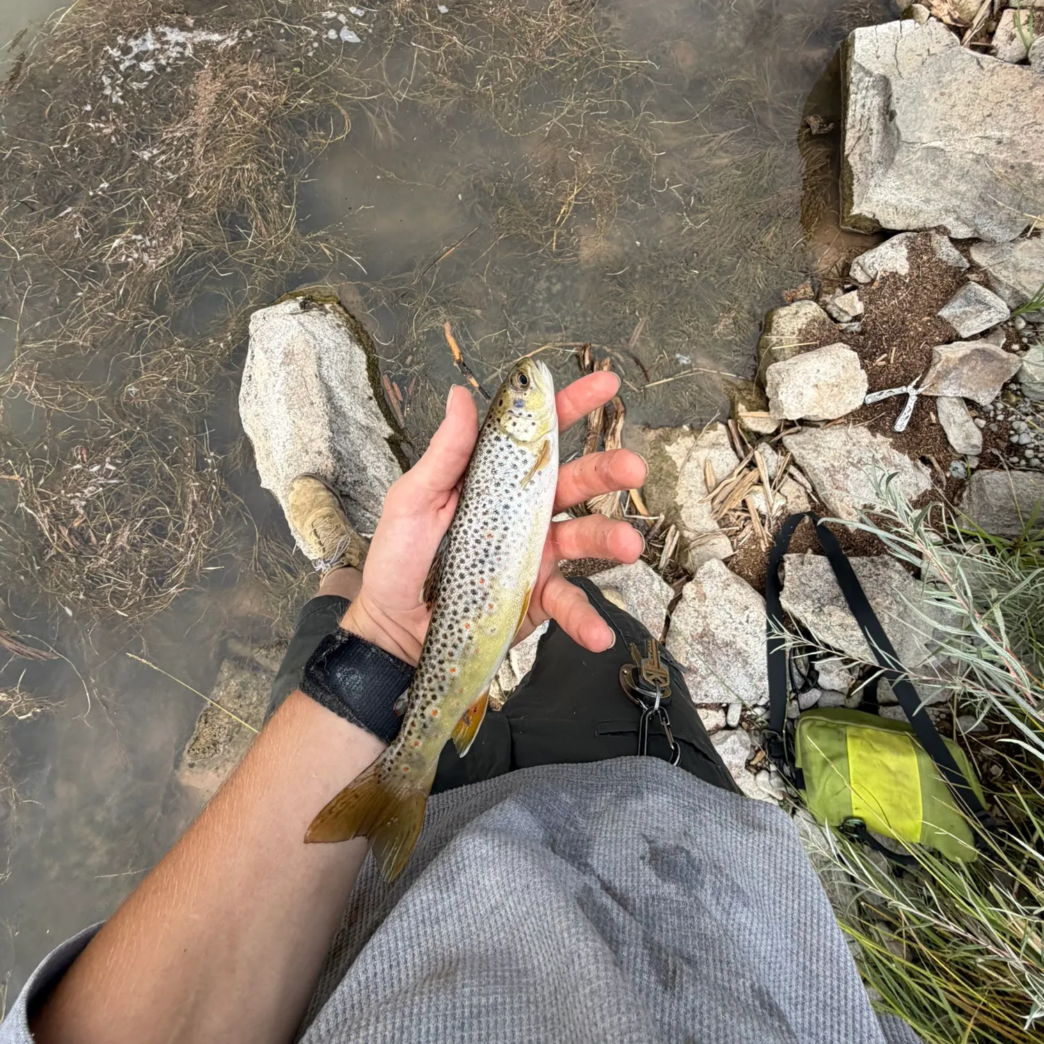 Brown trout caught on Fishbrain