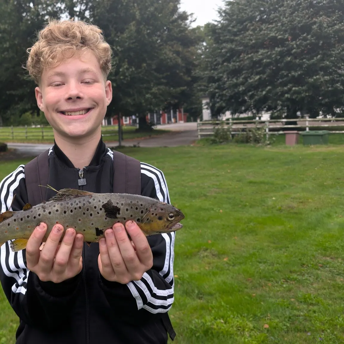 Brown trout caught on Fishbrain