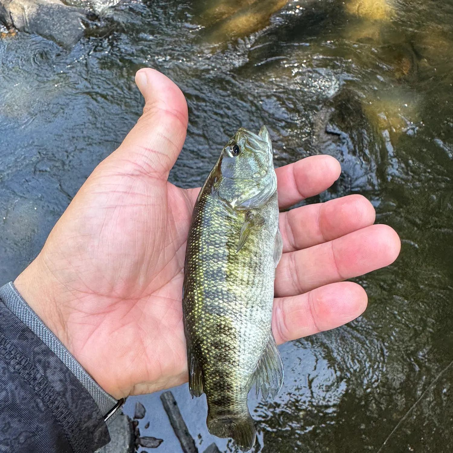 The most recent Tallapoosa bass catches on Fishbrain