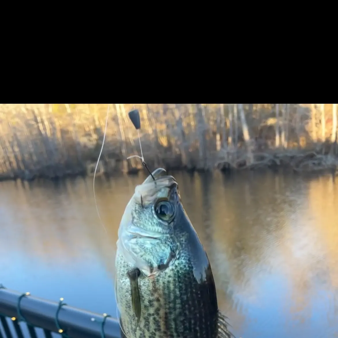 The most recent Black crappie catches on Fishbrain