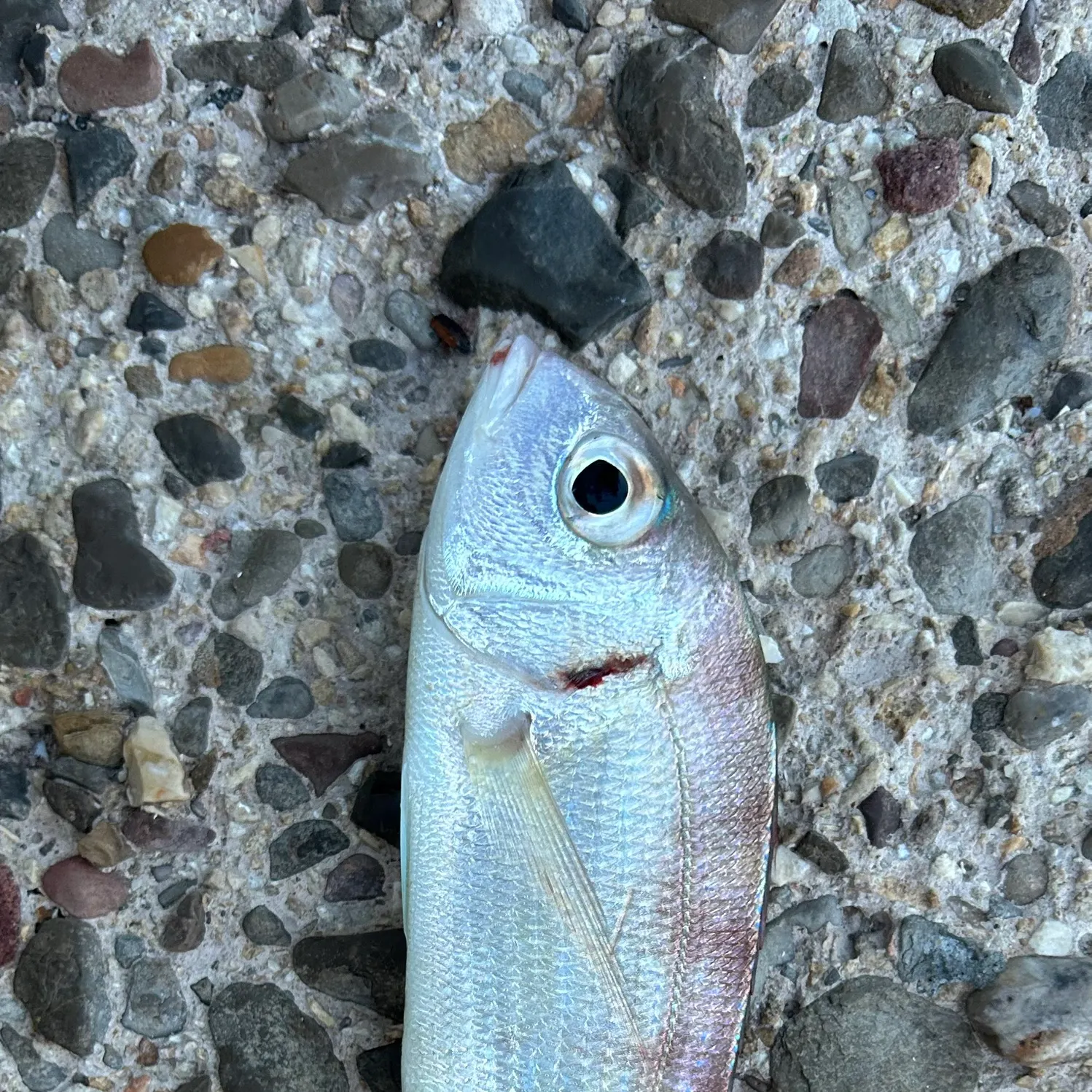 The most recent Common pandora catches on Fishbrain