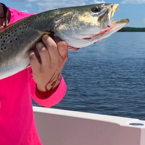 The most recent Spotted seatrout catches on Fishbrain