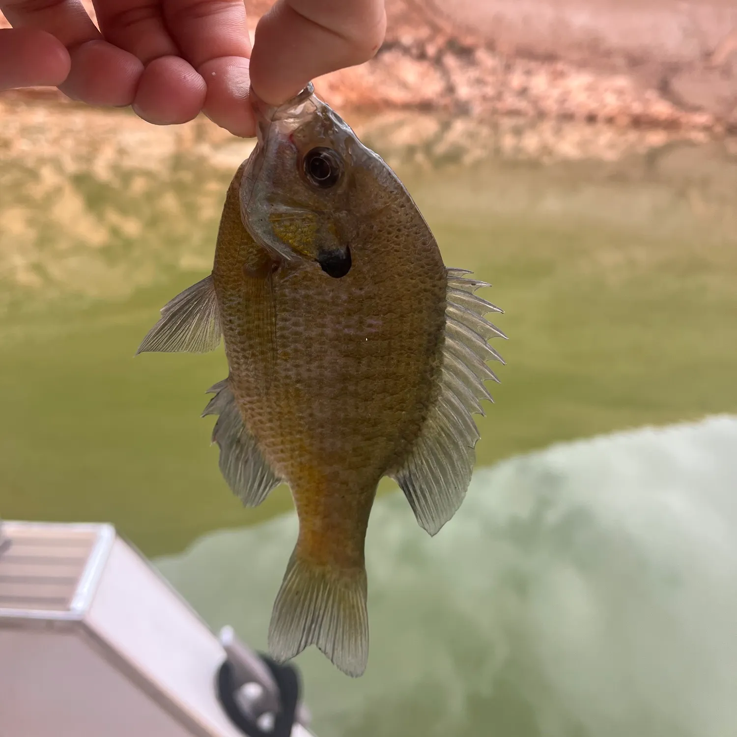 Bluegill caught on Fishbrain