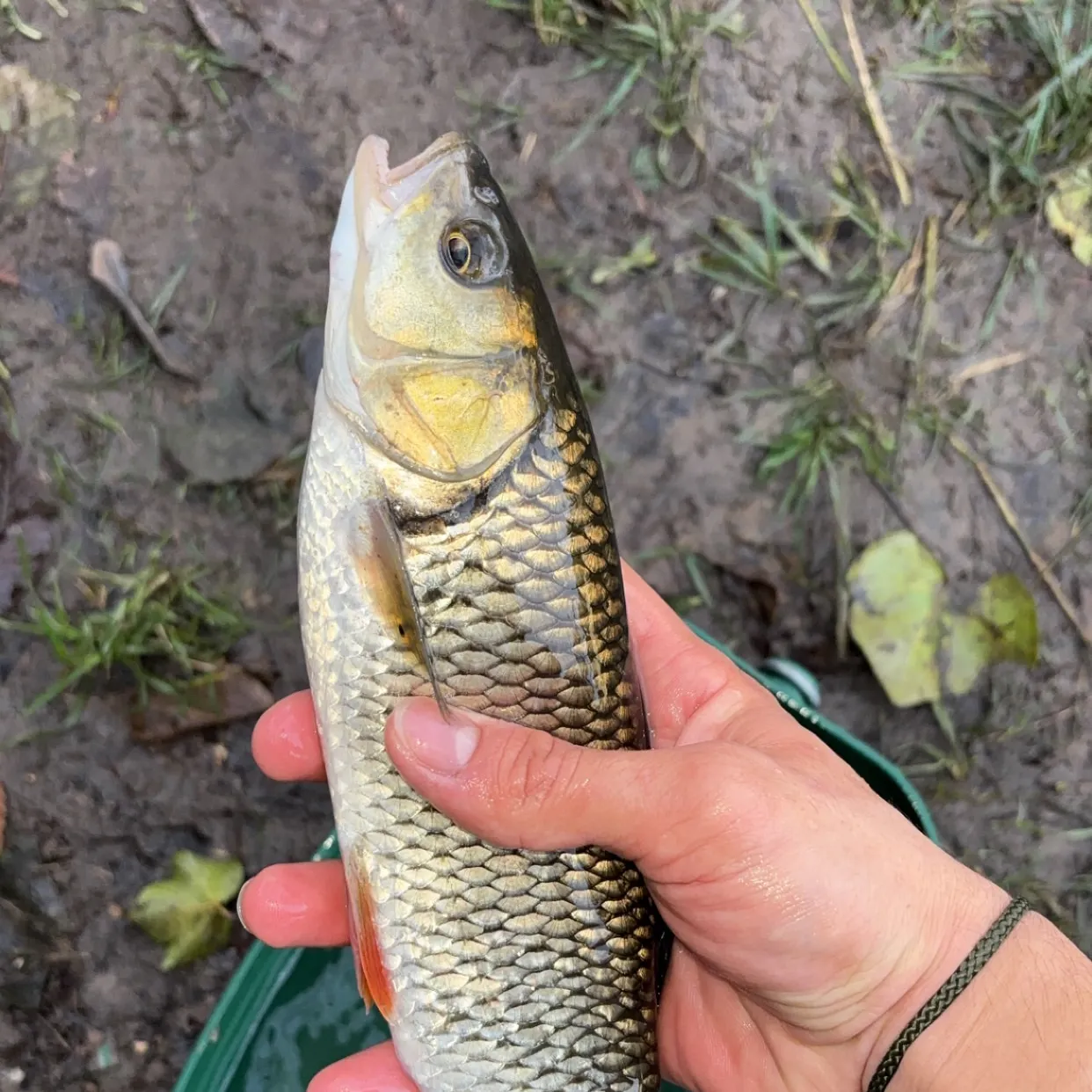 The most recent European chub catches on Fishbrain