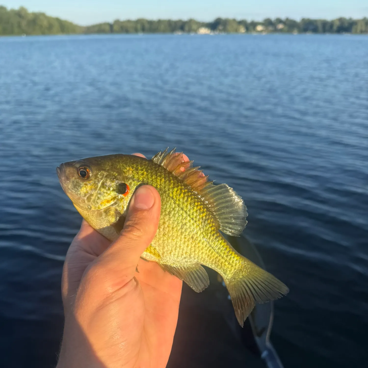 Redear sunfish caught on Fishbrain
