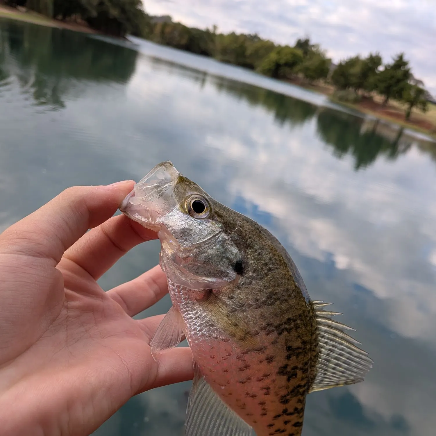 White crappie caught on Fishbrain
