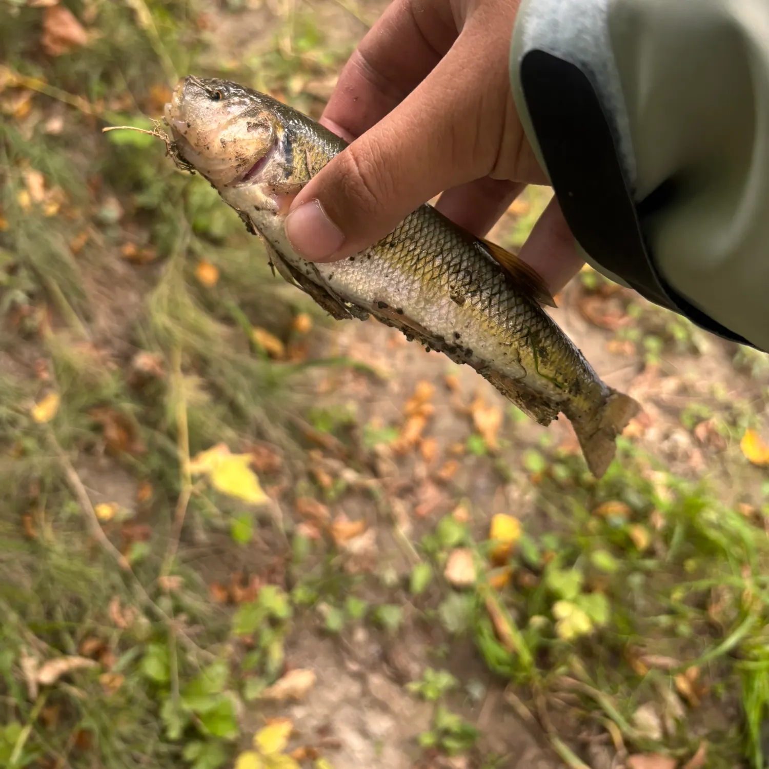 Creek chub caught on Fishbrain