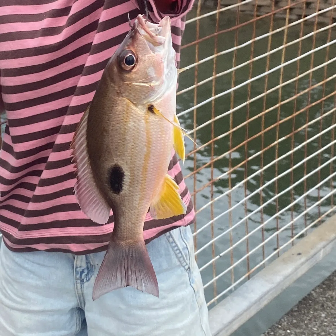 Moses perch caught on Fishbrain