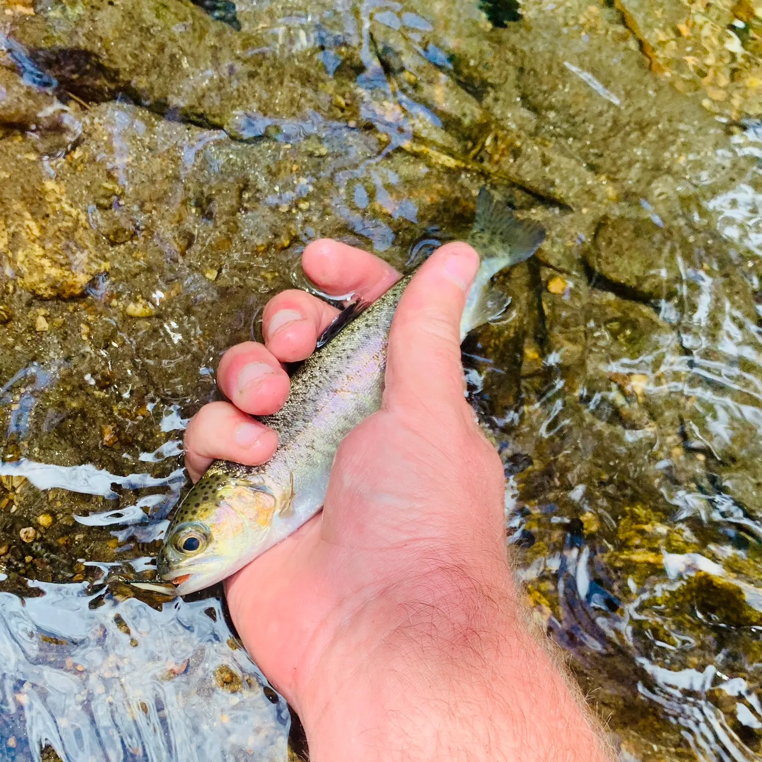 Rainbow trout caught on Fishbrain