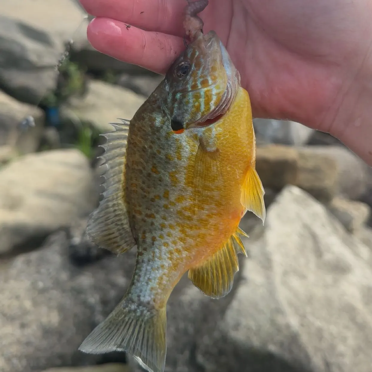 Pumpkinseed caught on Fishbrain