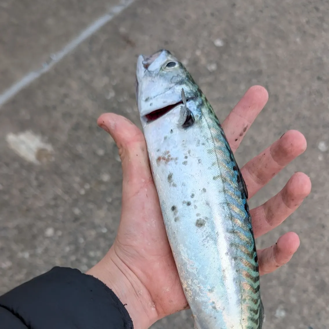 Atlantic mackerel caught on Fishbrain