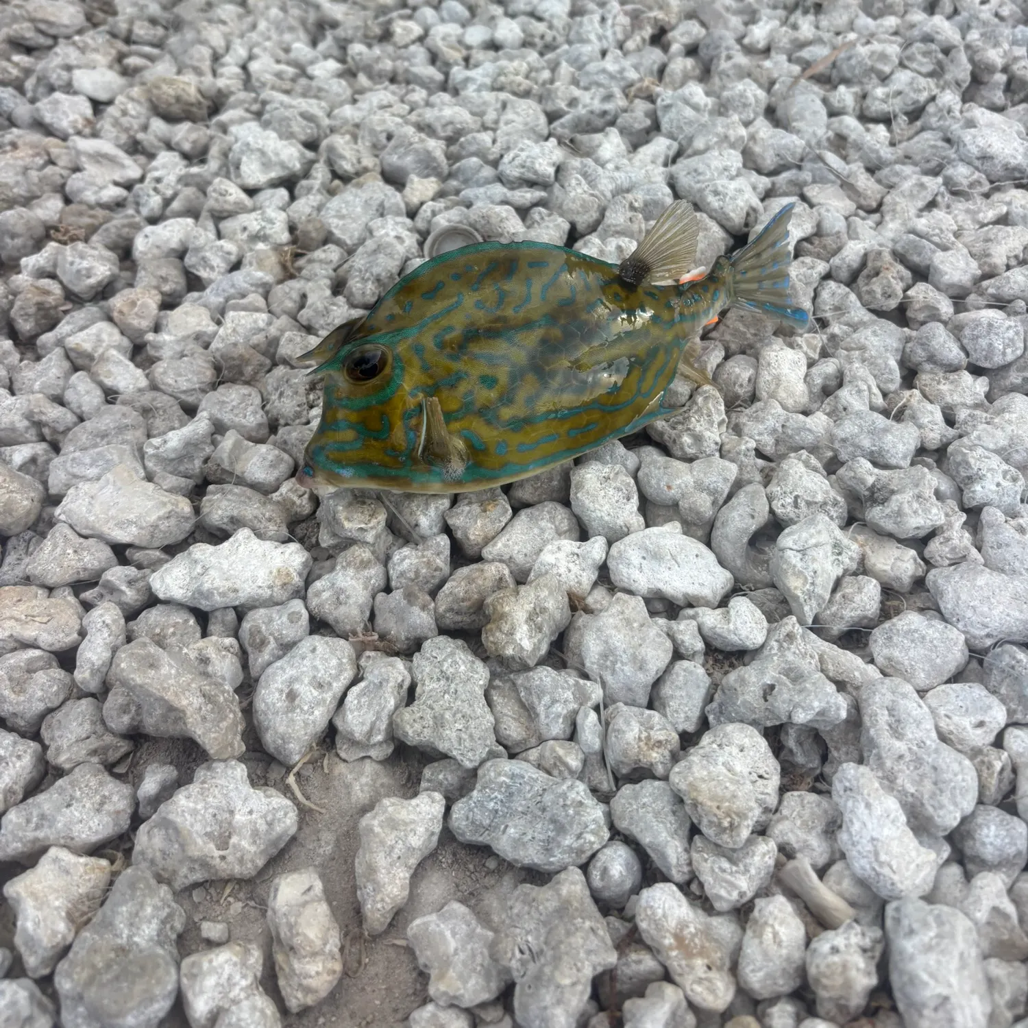 The most recent Scrawled cowfish catches on Fishbrain