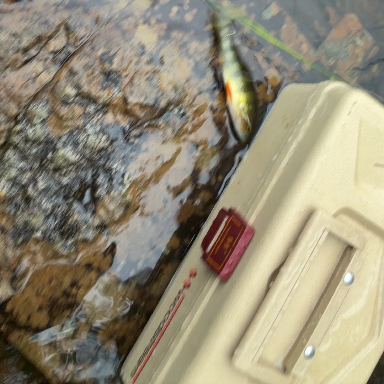 Yellow perch caught on Fishbrain