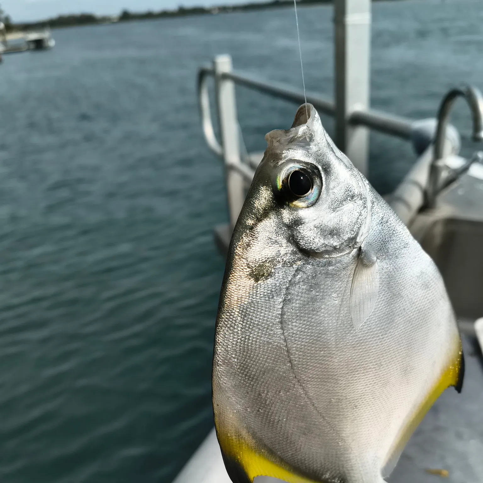 The most recent Silver moony catches on Fishbrain