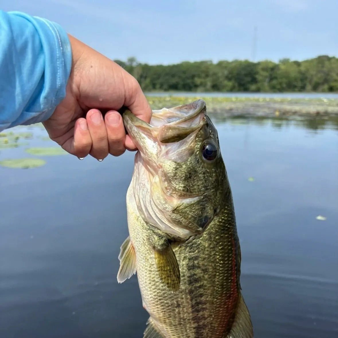 Largemouth bass caught on Fishbrain