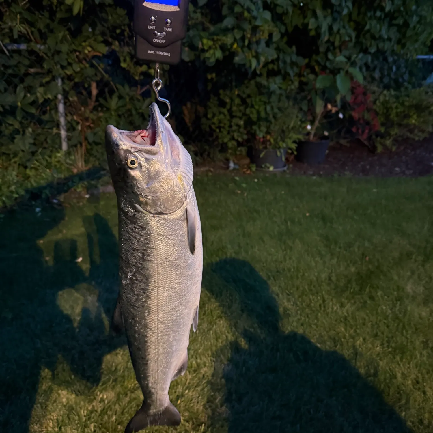 The most recent Coho salmon catches on Fishbrain