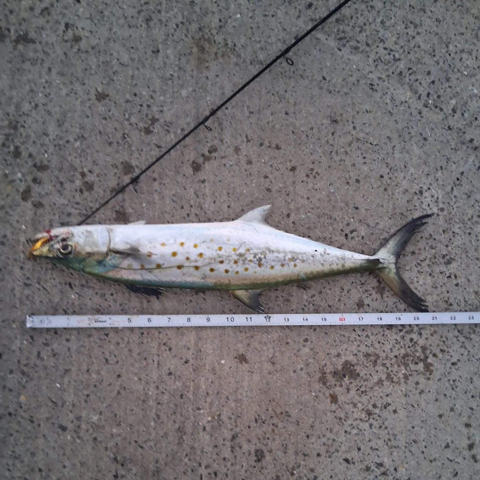 Spanish mackerel caught on Fishbrain