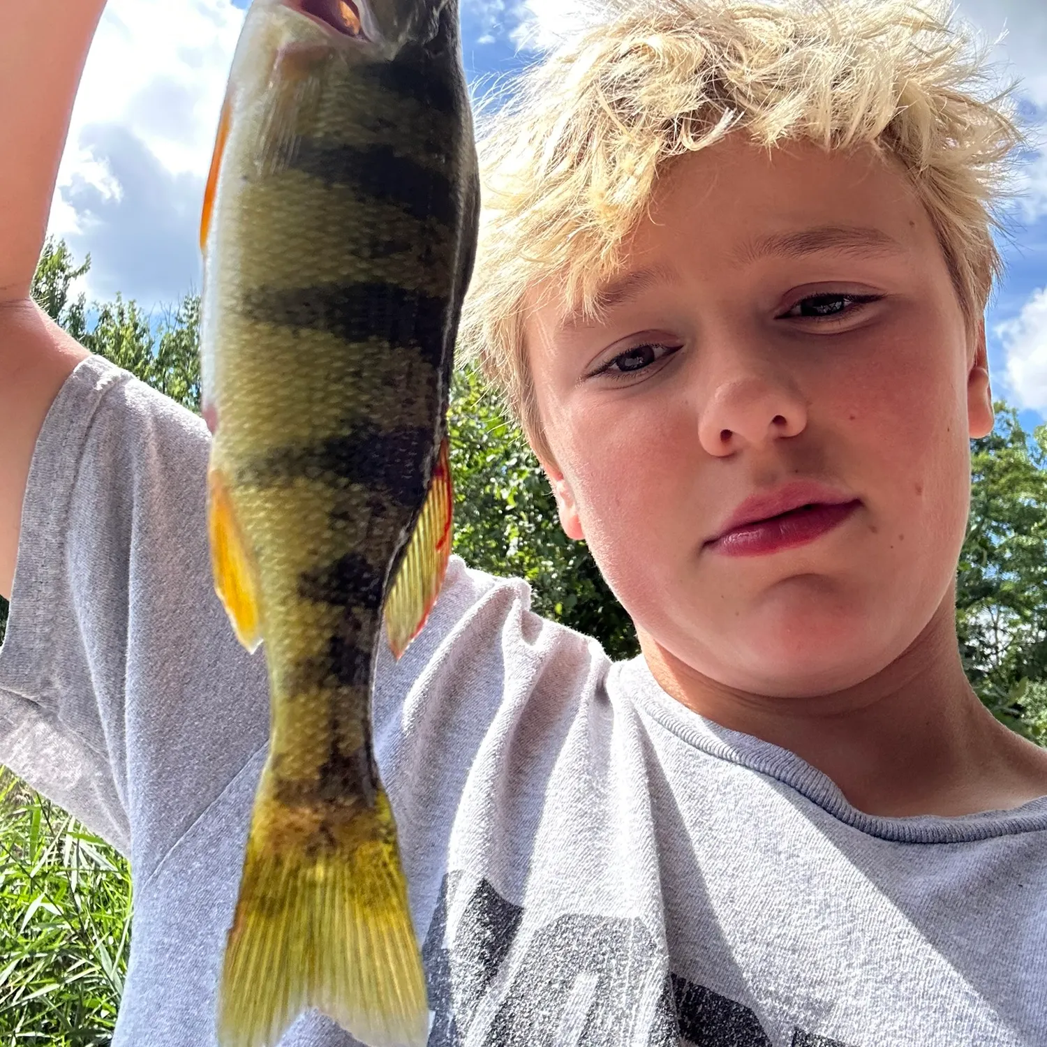 Yellow perch caught on Fishbrain
