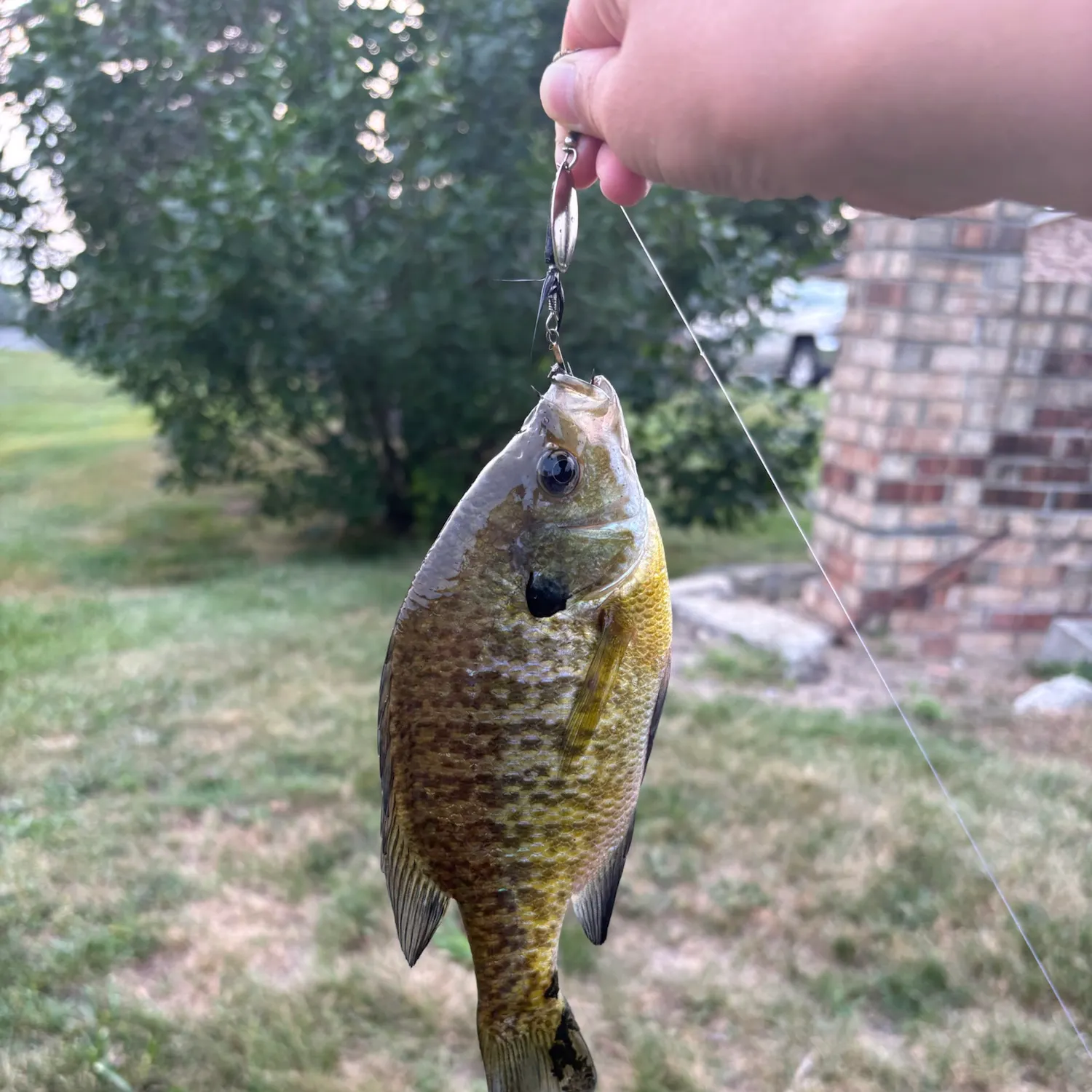 Bluegill caught on Fishbrain