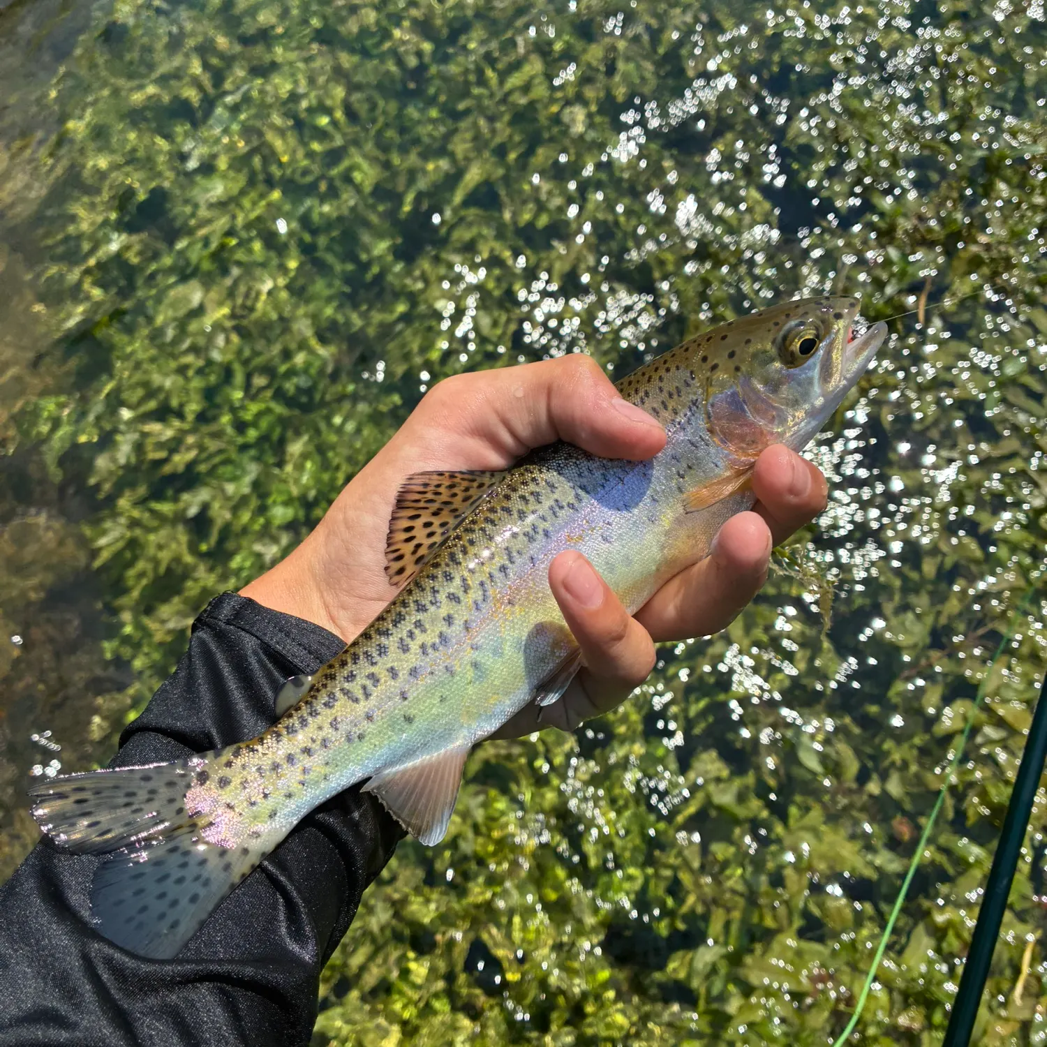 The most recent Cutbow catches on Fishbrain