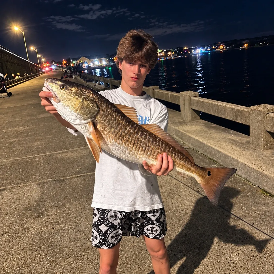 Red drum caught on Fishbrain