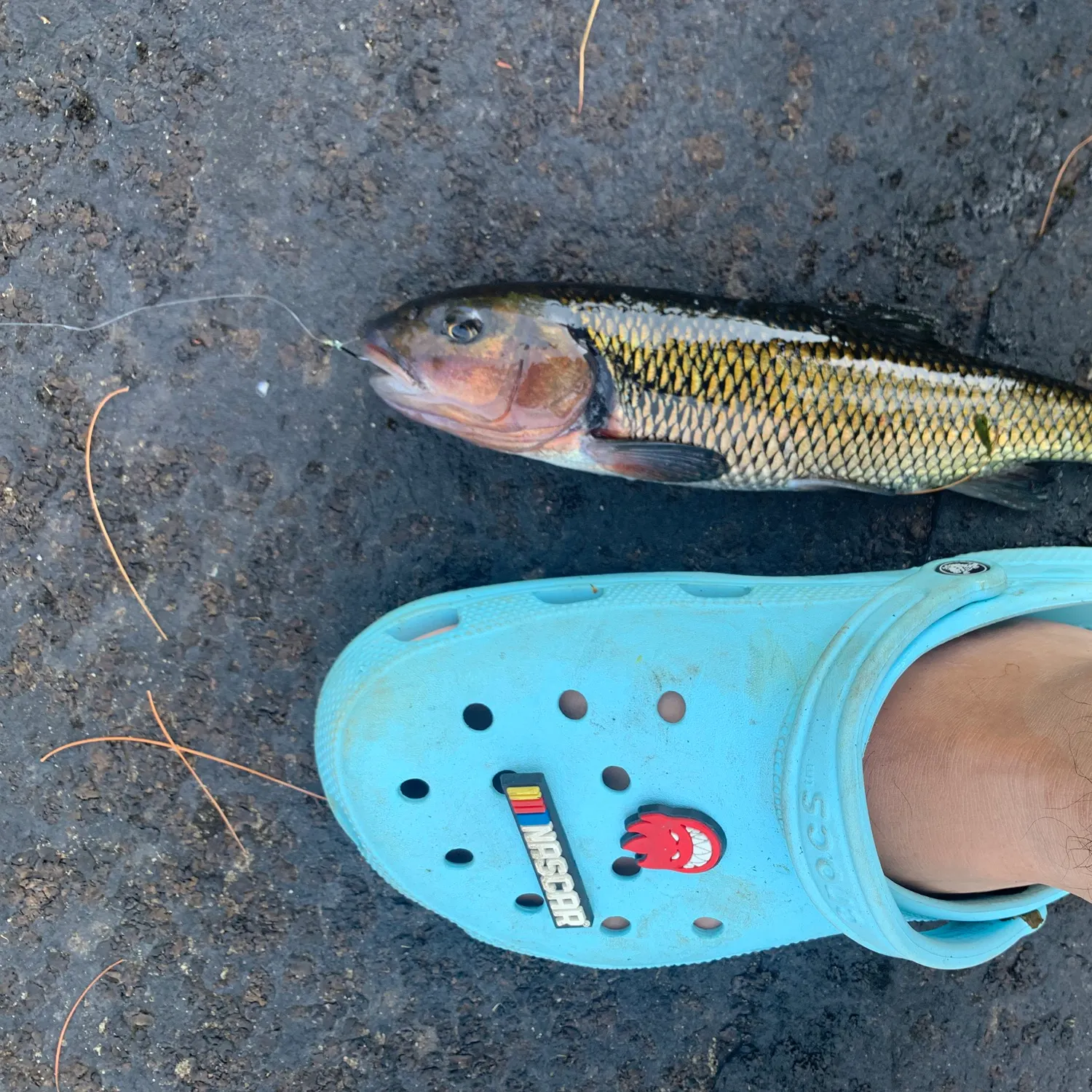 The most recent Fallfish catches on Fishbrain