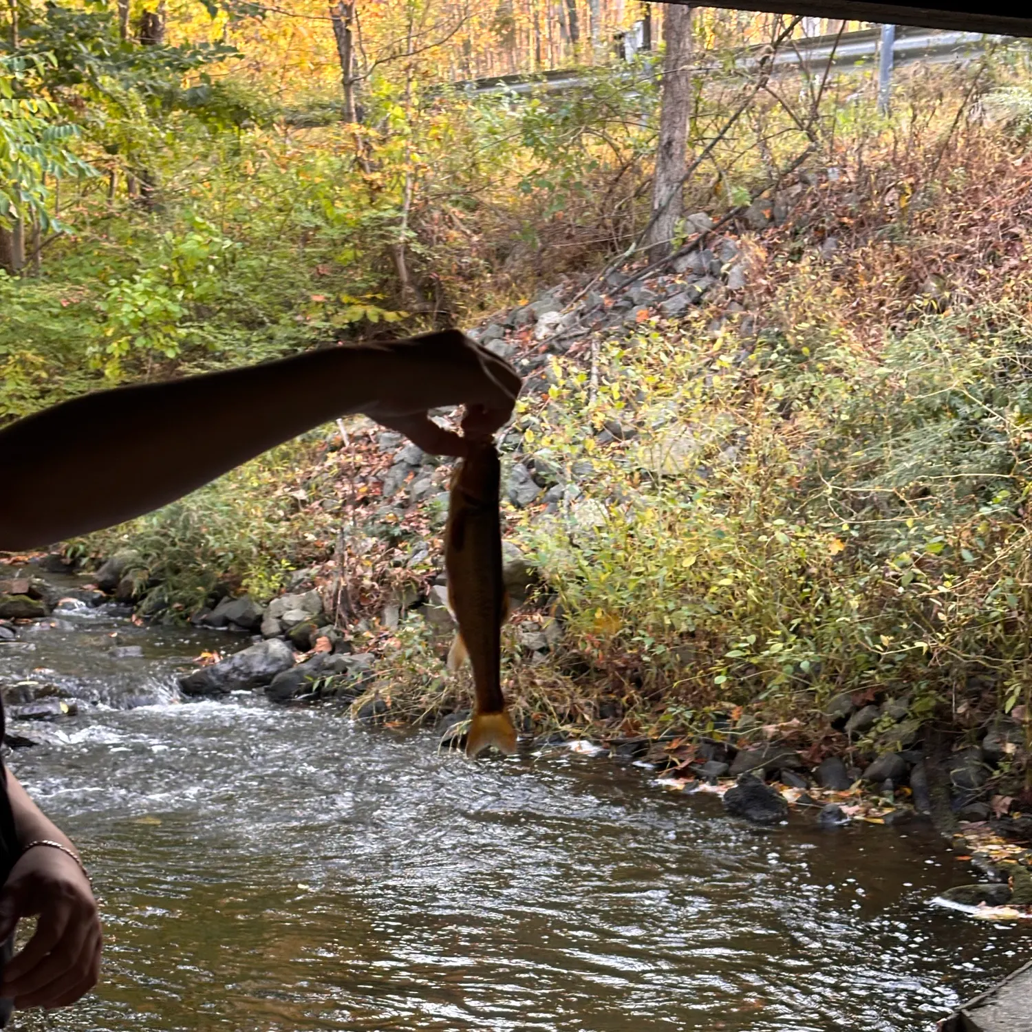 Fallfish caught on Fishbrain