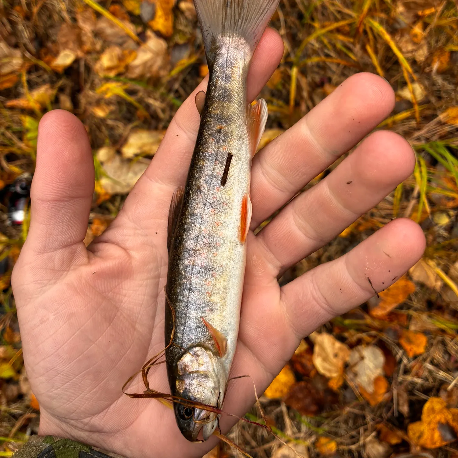 Dolly varden caught on Fishbrain
