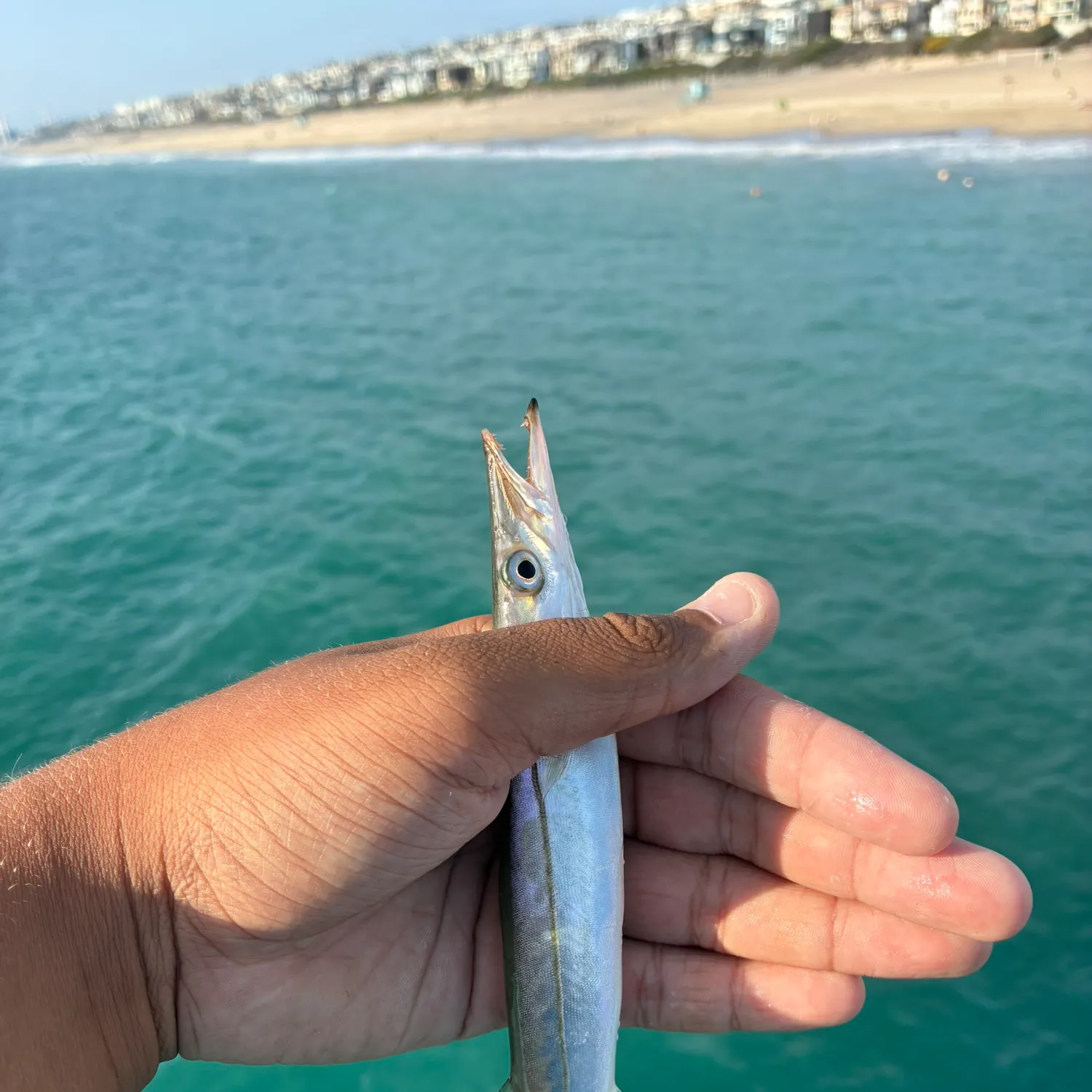 Pacific barracuda caught on Fishbrain