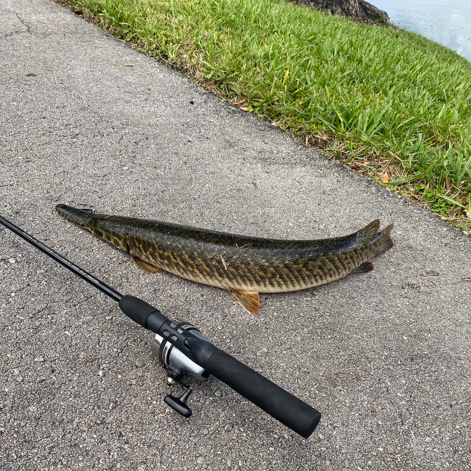 Spotted gar caught on Fishbrain