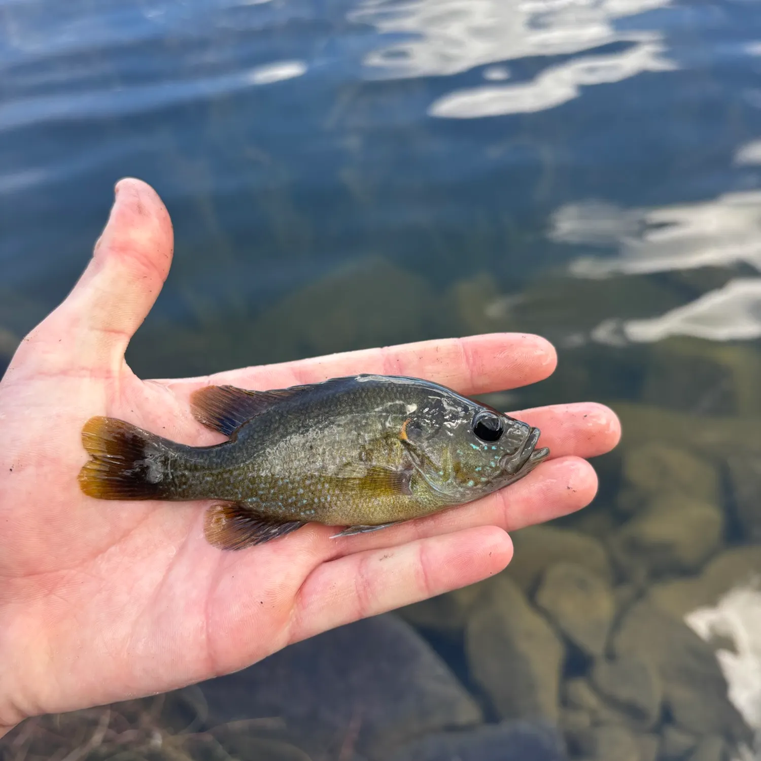 Green sunfish caught on Fishbrain