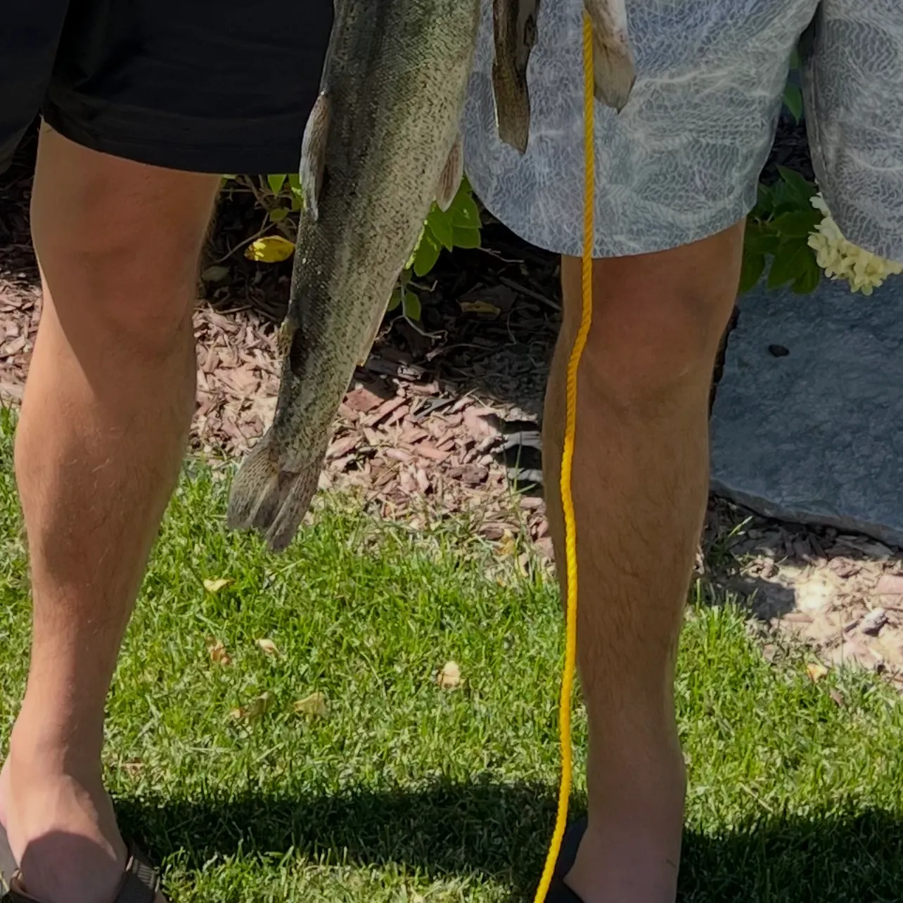 Rainbow trout caught on Fishbrain