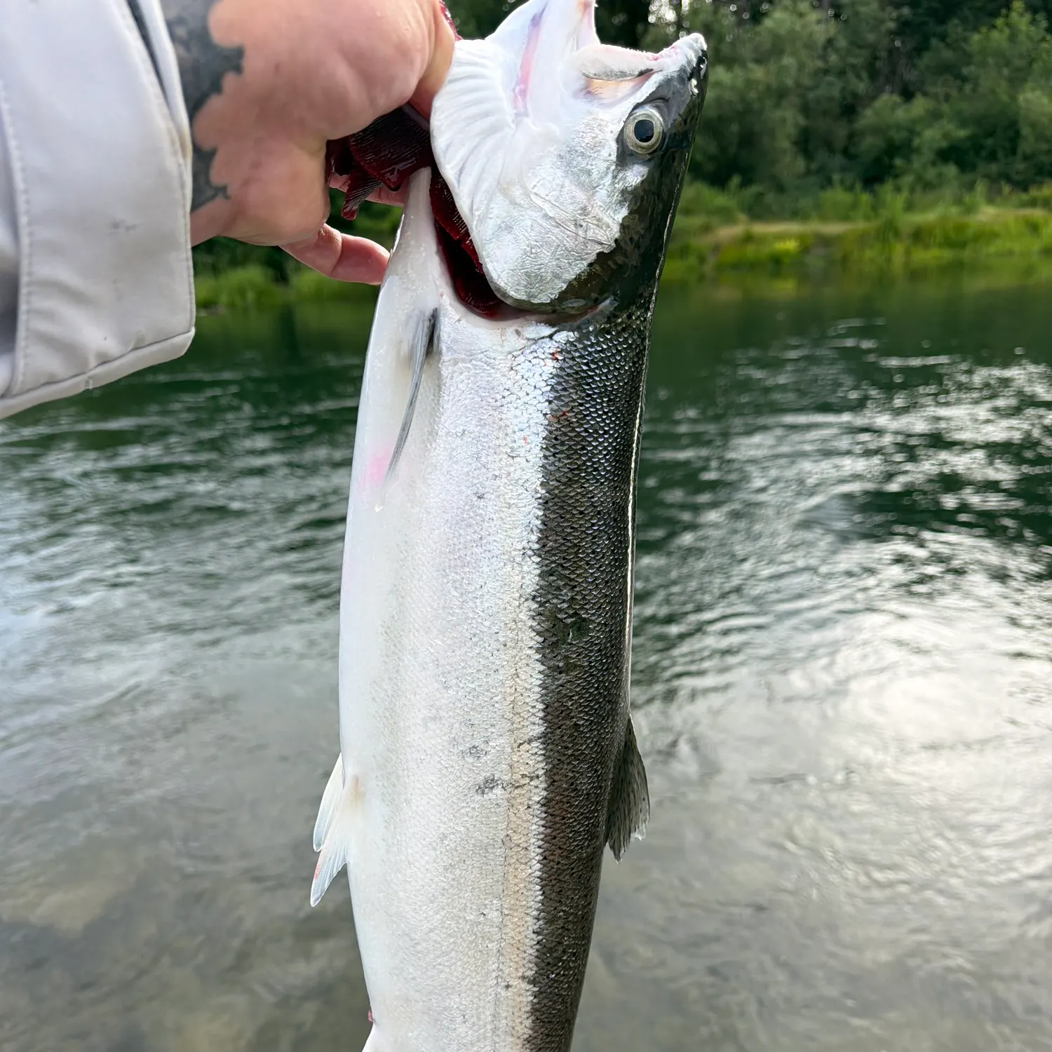 The most recent Steelhead catches on Fishbrain