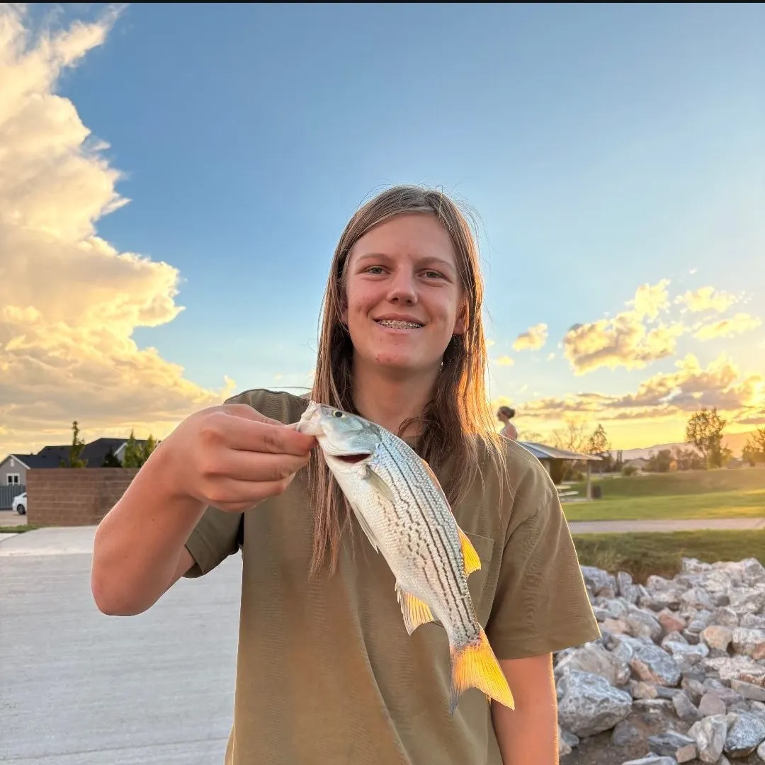 The most recent Wiper catches on Fishbrain