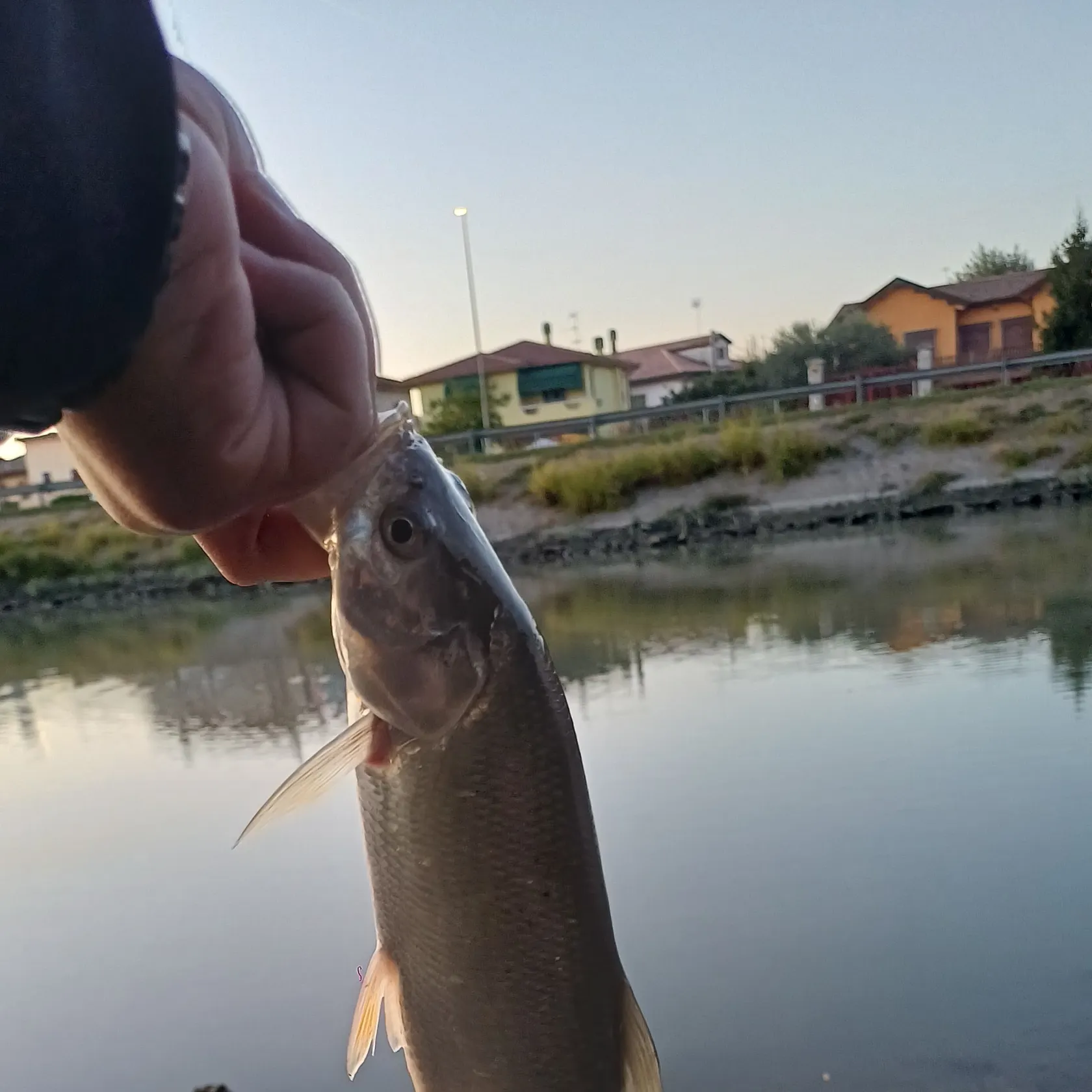 Asp caught on Fishbrain