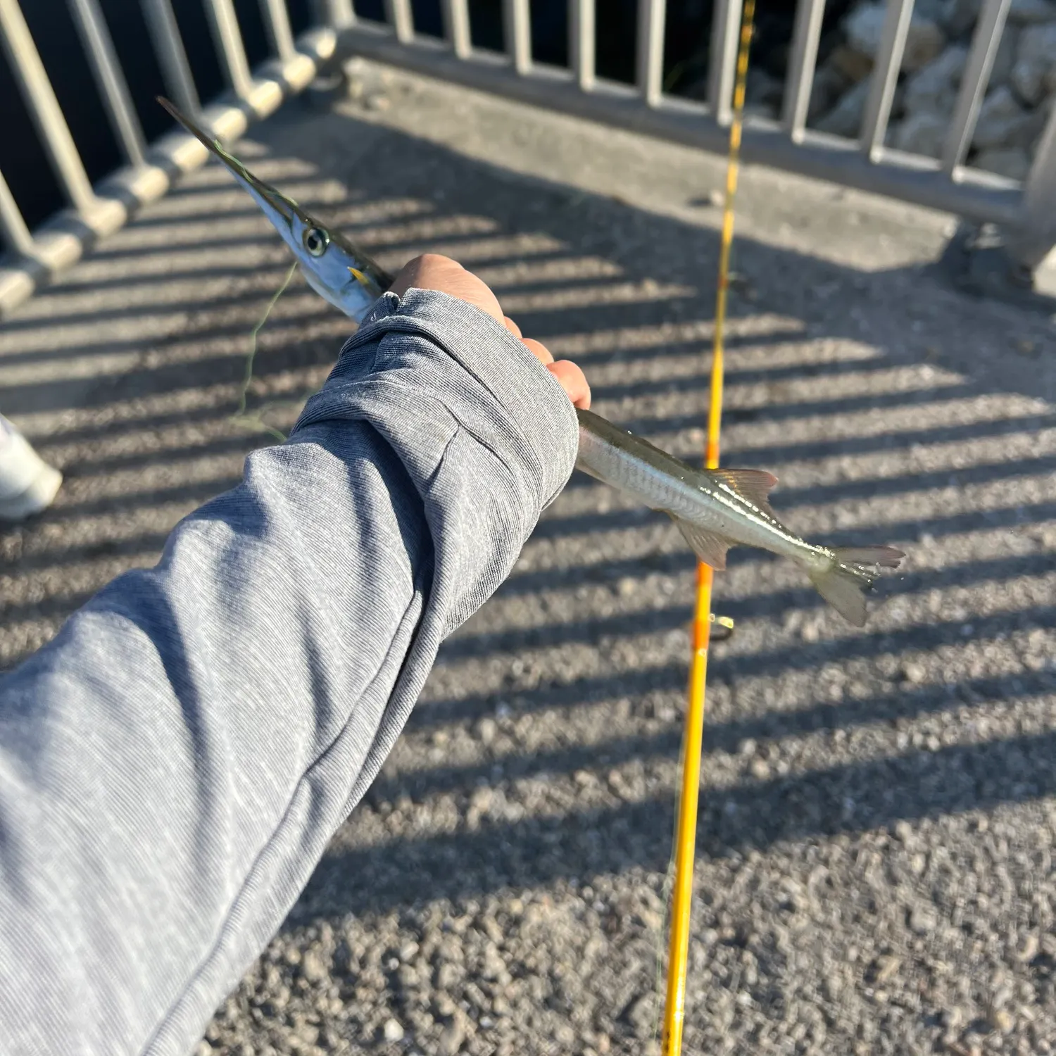 The most recent Redfin needlefish catches on Fishbrain