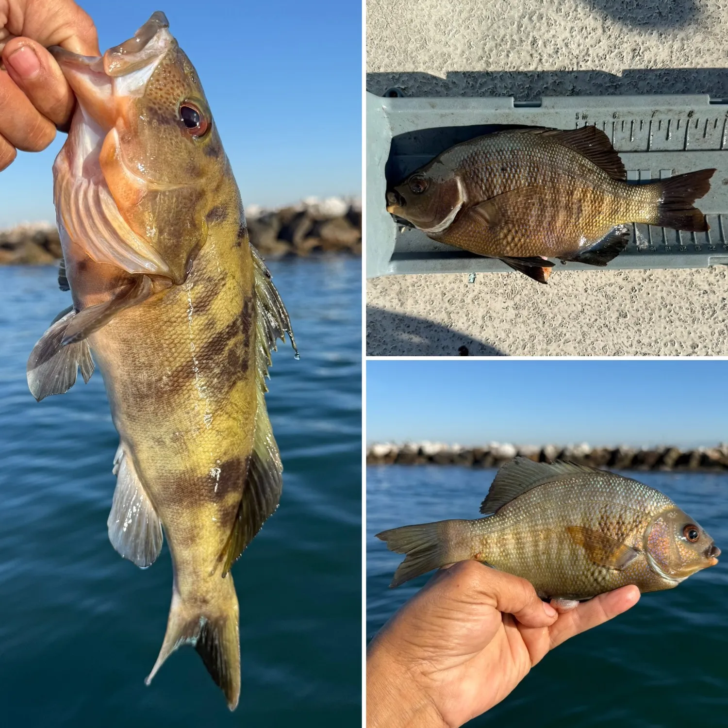 The most recent Rubberlip seaperch catches on Fishbrain