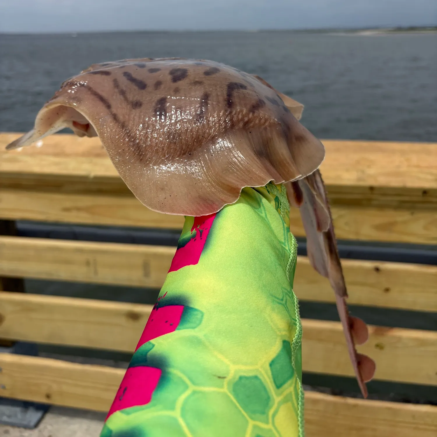 The most recent Clearnose skate catches on Fishbrain