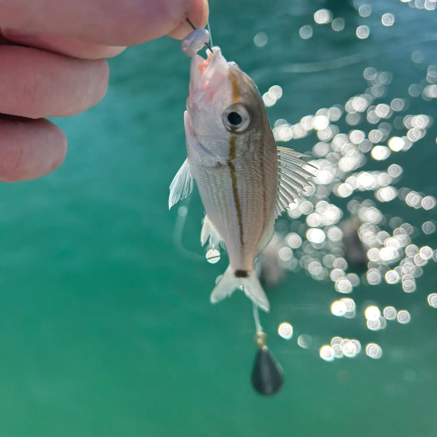 The most recent Tomtate grunt catches on Fishbrain